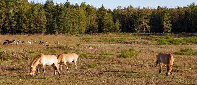 Tennenloher-forest-in-Erlangen_shutterstock_1505535719-1
