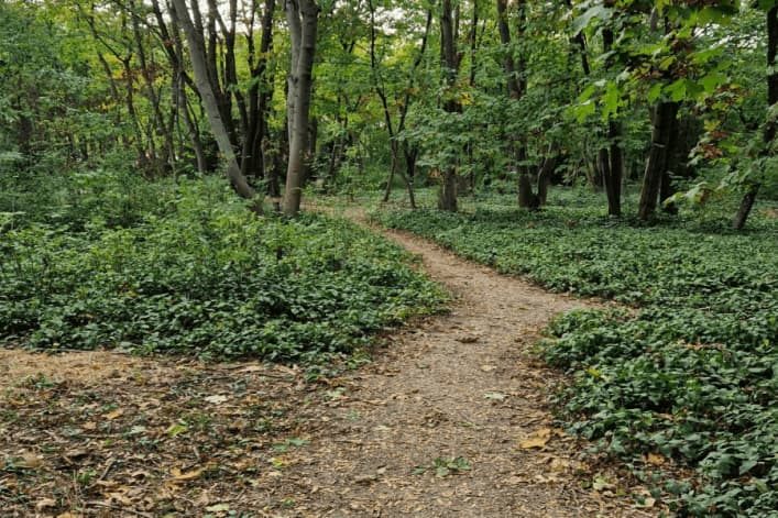 Waldfriedhof am Zentralfriedhof