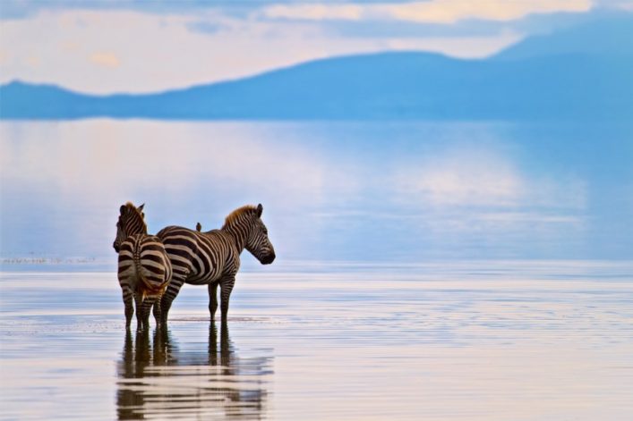 Zwei Zebras stehen im Wasser des Lake Manyara. Im Hintergrund erstreckt sich ein bewölkter Himmel über Hügel, die in verschiedenen Blautönen verschwimmen.