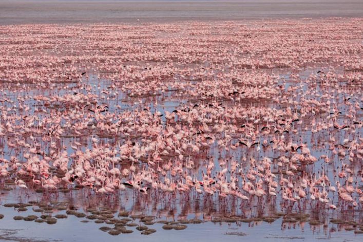 Zahlreiche rosafarbene Flamingos stehen dicht gedrängt im seichten, reflektierenden Wasser des Lake Natron. Am unteren Rand sind einige grüne Algeninseln zu erkennen.