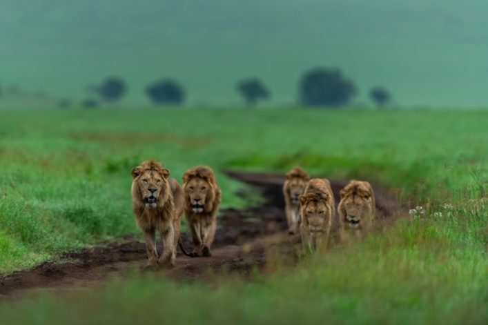 Fünf Löwen schreiten nebeneinander auf einem schmalen Pfad durch das saftig grüne Gras der weiten Savanne. Im Hintergrund sind verschwommene Bäume zu sehen. Die Szene wirkt majestätisch und friedlich.