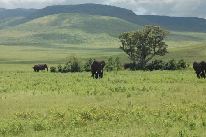 Grüne Savannenlandschaft im Ngorongoro-Krater, Tansania. Fünf Elefanten stehen verteilt auf einer weitläufigen Wiese. Ein großer Baum ragt rechts hervor, Hügel im Hintergrund unter wolkigem Himmel.