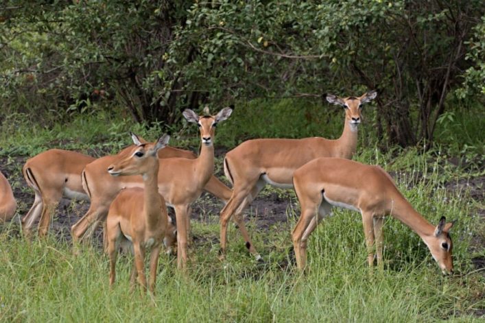 Eine Gruppe Antilopen grast im Vordergrund auf einer grünen Wiese, umgeben von Bäumen im Hintergrund. Die Tiere stehen nah beieinander, einige schauen aufmerksam, andere fressen Gras.