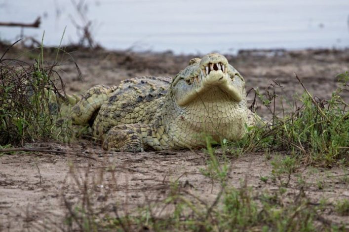 Nyerere Nationalpark