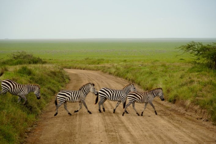 Zebras überqueren in der Mitte einen sandigen Weg in der weiten, grünen Savanne der Serengeti. Reisigsträucher befinden sich rechts und links, die Ebene erstreckt sich bis zum Horizont.