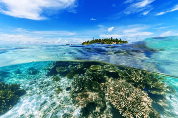 Smaragdfarbenes Wasser über Korallenriffen im Vordergrund, dahinter eine tropische Insel mit grünen Palmen unter blauem Himmel. Perfekt für Flitterwochen auf den Malediven.