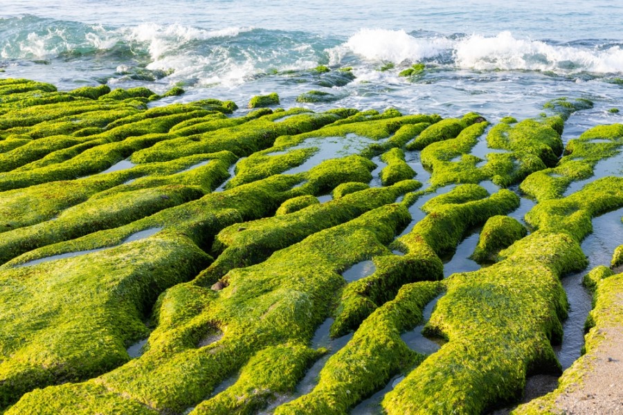 Grün bewachsene Felsen liegen am Rand des Meeres, zwischen ihnen sammelt sich Wasser, und kleine Wellen treffen auf die Küste.
