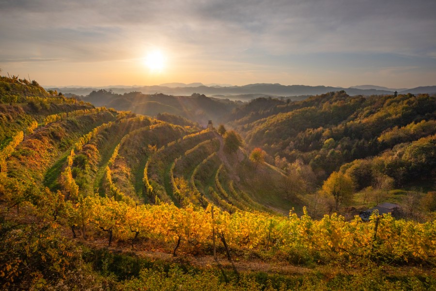 Terrassenförmig angelegte Weinreben bedecken sanfte Hügel, durch die warmes Sonnenlicht scheint und lange Schatten auf die Landschaft wirft.