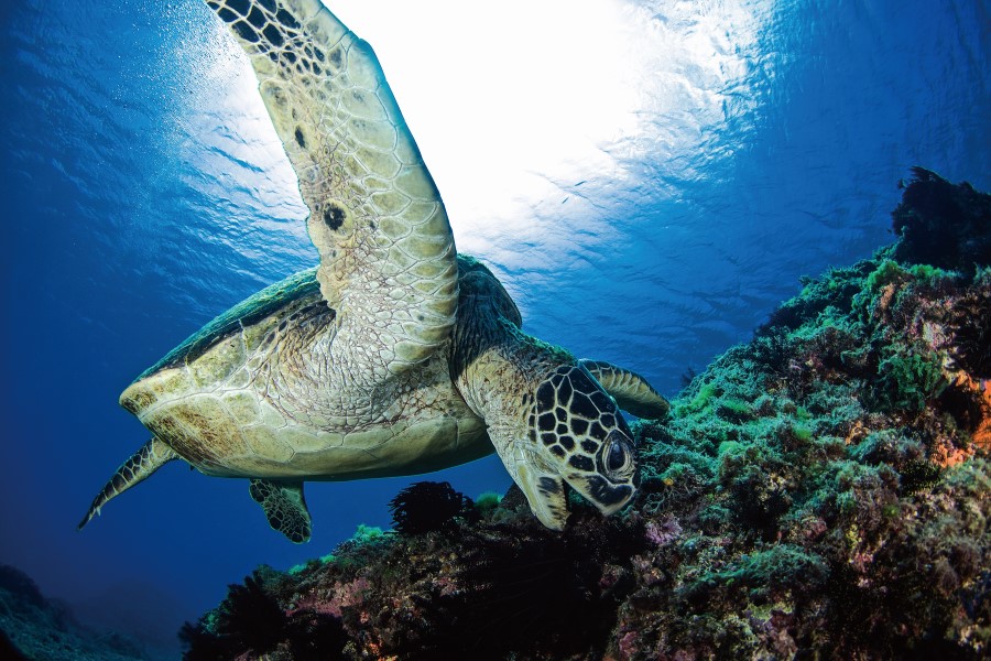 Eine Meeresschildkröte schwimmt knapp über einem Korallenriff im klaren blauen Wasser, das Sonnenlicht scheint von oben durch die Wasseroberfläche.