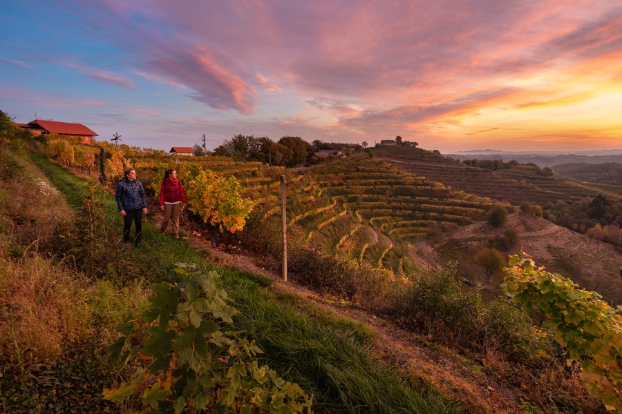 Zwei Personen gehen auf einem schmalen Weg entlang terrassenförmiger Weinreben, während der Himmel in kräftigen Rosa- und Orangetönen leuchtet.